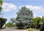 Blue Atlas Cedar