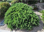 Scandia Ground Cover Juniper