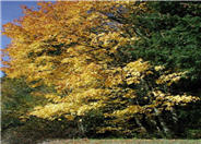 Big-Leaf Maple, Oregon or Canyon Ma