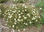 Sageleaf Rockrose