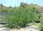 Giant Wild Rye