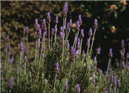 French or Toothed Lavender