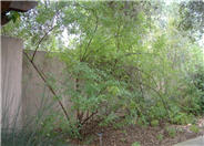 Mexican Elderberry