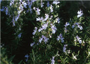 Huntington Carpet Rosemary