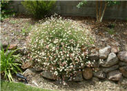 Santa Barbara or Mexican Daisy