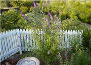 Butterfly Bush, Summer Lilac