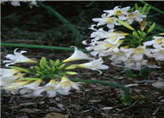 Naked Lady, Belladonna  Lily