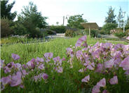 Siskiyou Mexican Evening Primrose