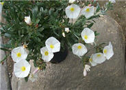 Silver Bush Morning Glory