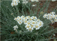 Fern Yarrow