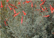 California Fuchsia, Zauschneria