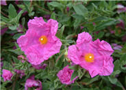 Santa Cruz Rockrose