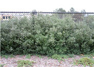 Coast Rosemary, Westringia