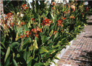 Canna, Canna Lily