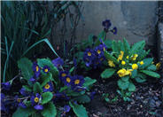 English or Polyanthus Primrose