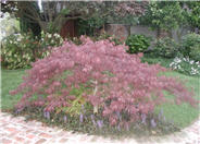 Crimson Queen Japanese Maple