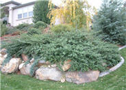 Yankee Point Ground Cover Ceanothus