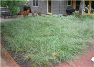 Purple Needle Bunch Grass