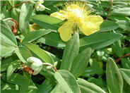 Creeping St. Johnswort, Aaron's Bea