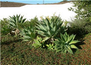 Fox Tail Agave, Velvet Agave