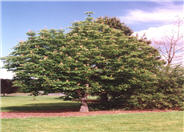 Common Horsechestnut