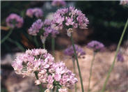 Ornamental Onion