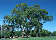 Lemon-Scented Gum