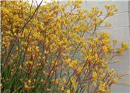 Kangaroo Paw 'Yellow'