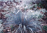 Large Blue Fescue, Tufted Fescue