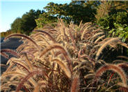 Red Fountain Grass