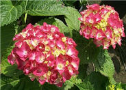 Garden Hydrangea