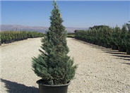 Blue Point Columnar Juniper