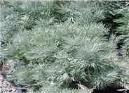 Silver or Large Wormwood