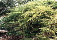 Asparagus Fern, Fern Asparagus