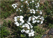 Miss Lingard White Thick-Leaf Phlox