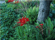 Lucifer Red Crocosmia or Montbretia