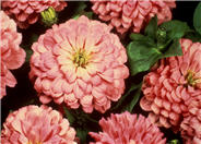 Common Zinnia