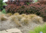 Curly Top or Leather Leaf Sedge